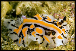 Never been good with names but a rather colourful nudi, u... by Allen Walker 